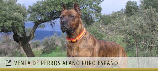 venta-perros-alano-puro-espanol